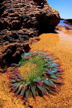 a green and purple plant sitting on top of a sandy beach