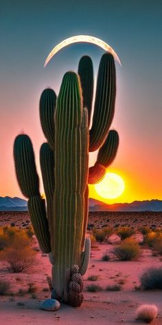 a cactus with the moon in the background