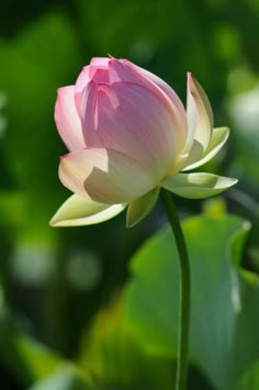 a pink flower with green leaves in the background