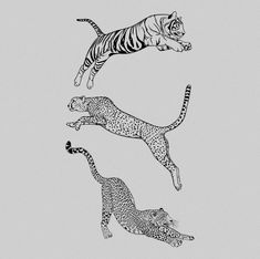 three cheetah and two leopards jumping in the air