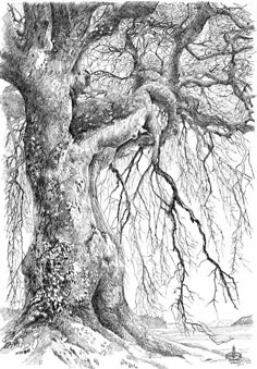 an ink drawing of a tree in winter