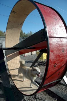 a white dog is walking in front of a red circular mirror on the side of a train track