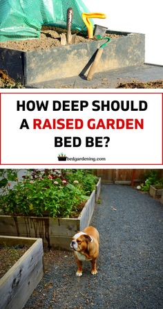 a dog standing in front of a garden with the words how deep should a raised garden bed be?