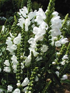 white flowers are blooming in the garden