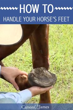 a person is petting a horse's feet with the words how to handle your horse's feet