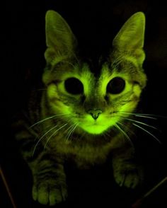 a cat with glowing green eyes sitting in the dark