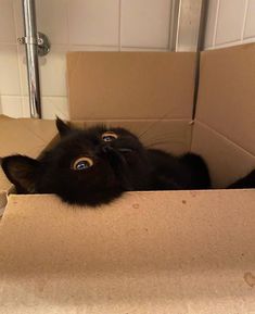 a black cat laying in a cardboard box looking up at the camera with its eyes wide open