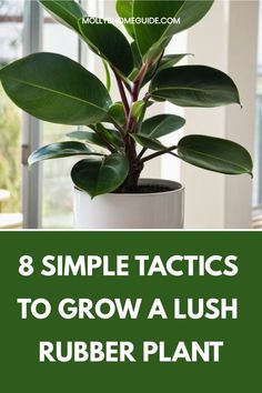 a potted plant with the words 8 simple tricks to grow a lush rubber plant