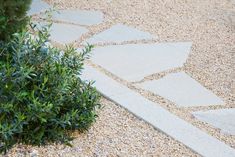 a small bush is in the middle of a graveled area next to a sidewalk