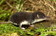 a small animal standing on top of green grass