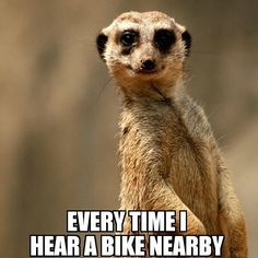 a meerkat standing on its hind legs with the caption, every time i hear a bike nearby