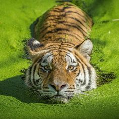 a tiger laying down in the grass with it's head on the ground and eyes open