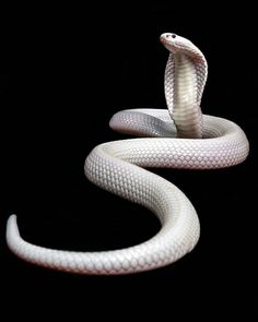 a white snake with its mouth open on a black background