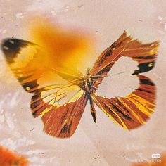 an orange and yellow butterfly flying through the air