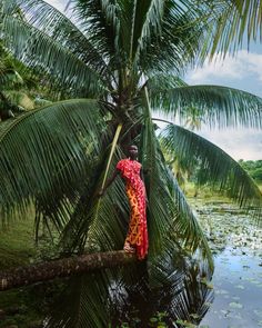 a woman standing on top of a palm tree next to a body of water with lily pads