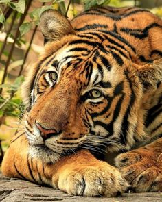 a large tiger laying on top of a wooden floor next to some bushes and trees