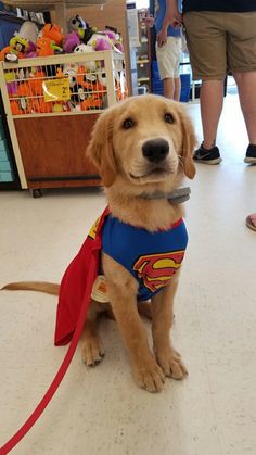 a dog wearing a superman cape and holding a spoon in its mouth while standing on the floor