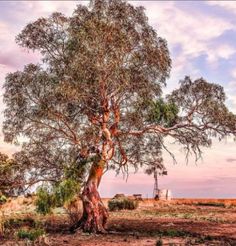 an old tree in the middle of nowhere