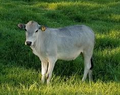 a white cow standing on top of a lush green field