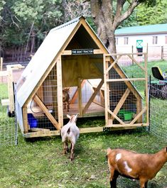 two goats are standing in the grass near a small wooden structure with a metal roof