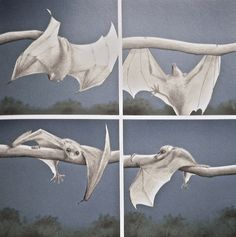 four pictures of bats hanging from a tree branch