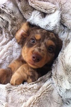 a small brown and black dog laying on top of a blanket