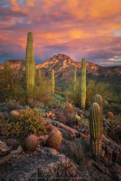 the sun is setting over some mountains and cactus plants in the foreground, with a pink sky behind them