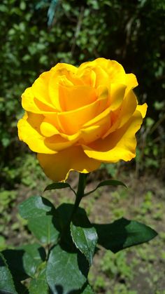 a yellow rose with green leaves in the foreground and bushes in the back ground