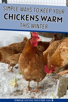 Worried about keeping chickens warm in winter? Discover easy, budget-friendly tips to protect your flock without electricity. From insulating the coop to using deep bedding, this guide has everything you need to keep chickens cozy and safe during cold weather. Perfect for homesteaders and backyard chicken owners facing winter challenges! Raising Turkeys, Chickens In The Winter, Backyard Flocks, Free Range Chickens