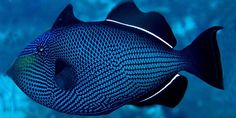 a blue and black fish swimming in an aquarium