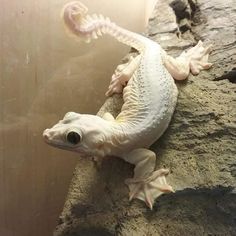 a white lizard sitting on top of a rock