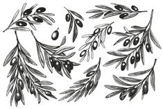 an illustration of olives and leaves