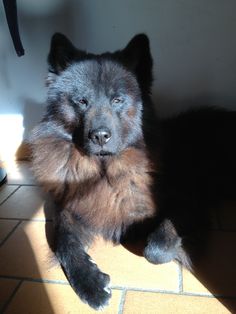 a black and brown dog laying on top of a tiled floor