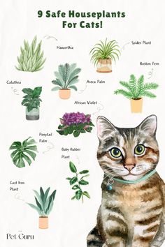 a cat sitting in front of potted plants with the words 9 safe houseplants for cats