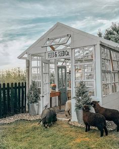 three sheep standing in front of a small white building with plants growing out of it