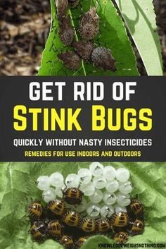 Insect Spray, Best Pest Control, Garden Pest Control, Insect Control