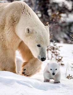 a polar bear and her cub walking in the snow