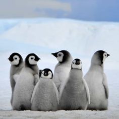 a group of penguins standing in the snow with one penguin looking at the camera while another looks on