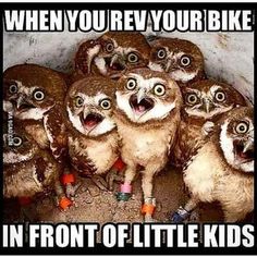 a group of little owls standing next to each other with caption that reads, when you rev your bike in front of little kids