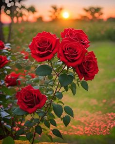 red roses are blooming in the garden at sunset