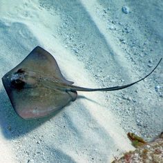 a stingfish in the sand with its tail sticking out