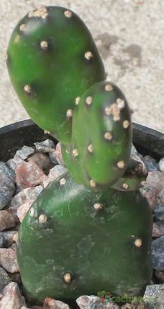 two green cactus plants sitting in a pot on top of some rocks and gravel next to each other