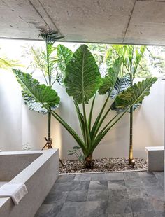 a bathroom with a large plant in the corner