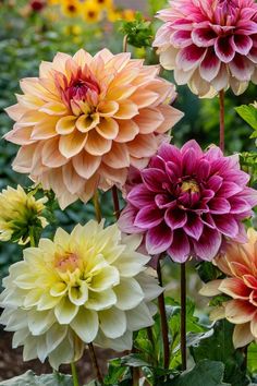 several different colored dahlias in a garden with green leaves and sunflowers behind them