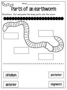 the parts of an earthworm worksheet with pictures and words to help students learn how