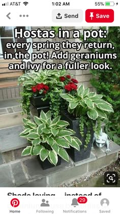 two potted plants sitting on top of a stone step next to each other with the caption, hostas in a pot every spring they return, in the pot add geraniums and ivy for a