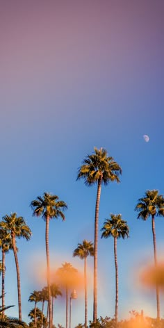 palm trees with the moon in the background