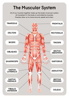 the muscular system is shown in this diagram, it shows muscles and their major functions