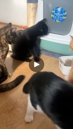 451K views · 13K reactions | Polite kittens queue for the toilet | How very demure of them! 🐱✨ | By Furry Tails | Facebook