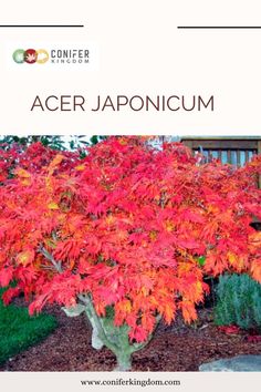 Acer Japonicum Moon Shape, Moon Shapes, Fall Color, Herb Garden, Full Moon, Fall Colors, Soil